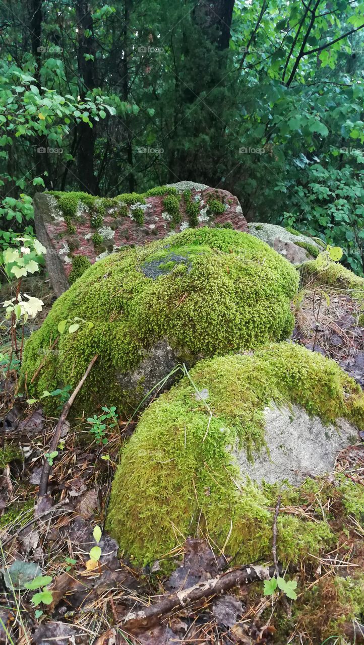 Stones in the forest