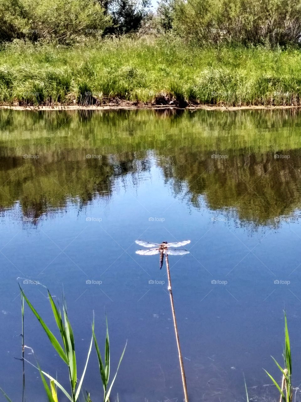 dragonfly