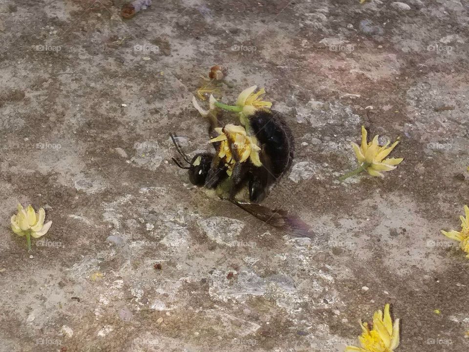Hungry Bee