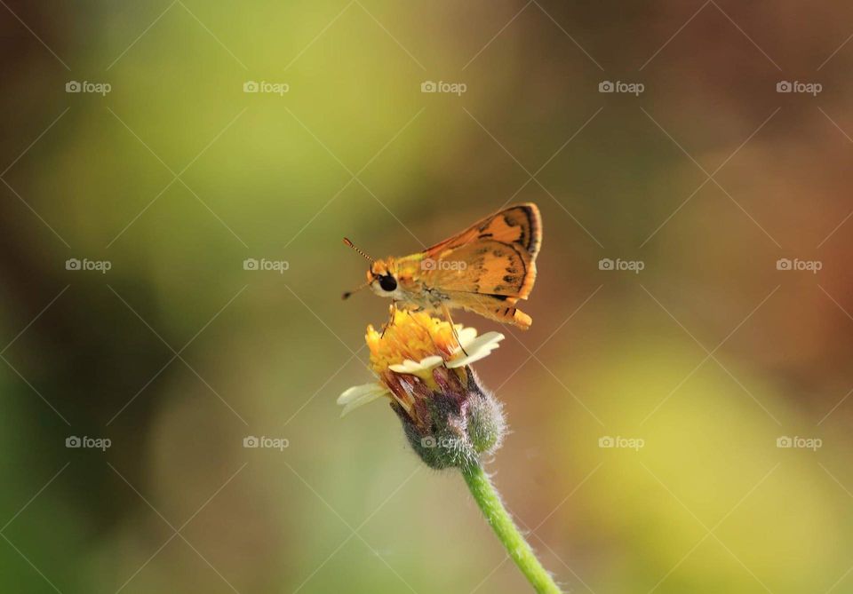 Butterfly from a member of hesperidae. Yellow's looked with feel black at the wings