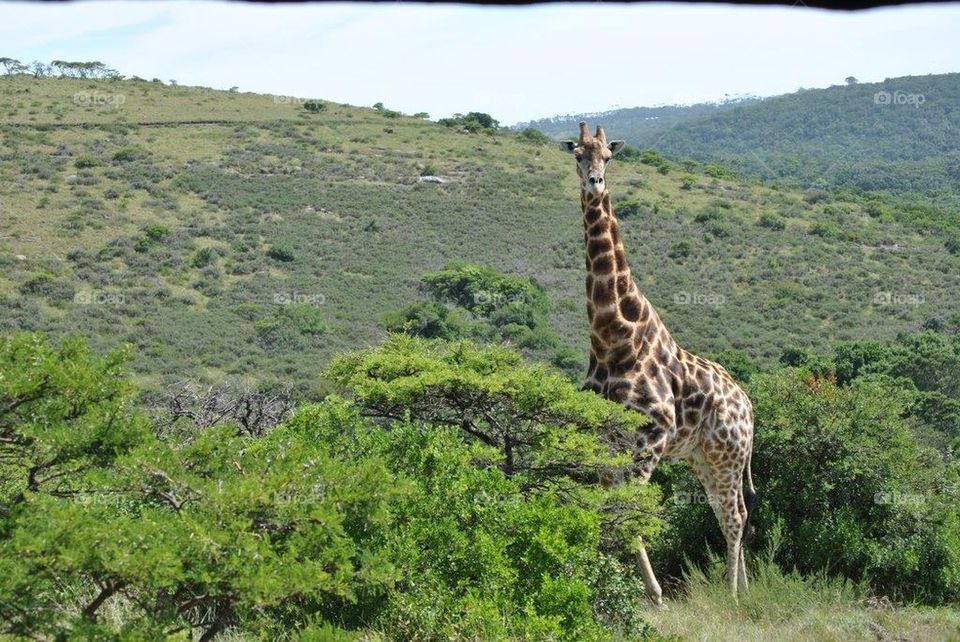 Giraffe 