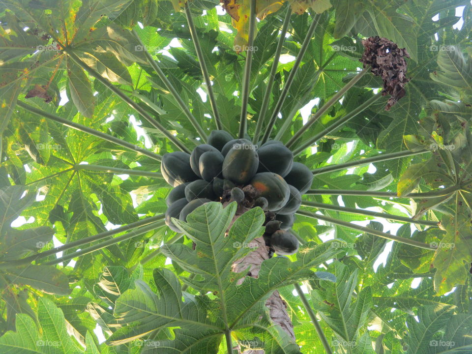 papaya