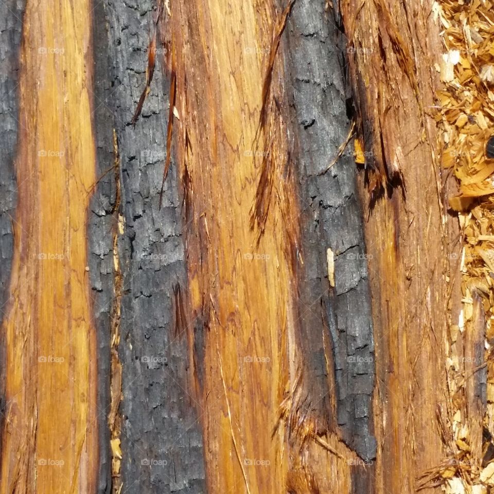 Fire Kissed Cedar. To some wood is just wood. To me, each tree is a work of art. Kissed by the Rim Fire. Simply rustic.