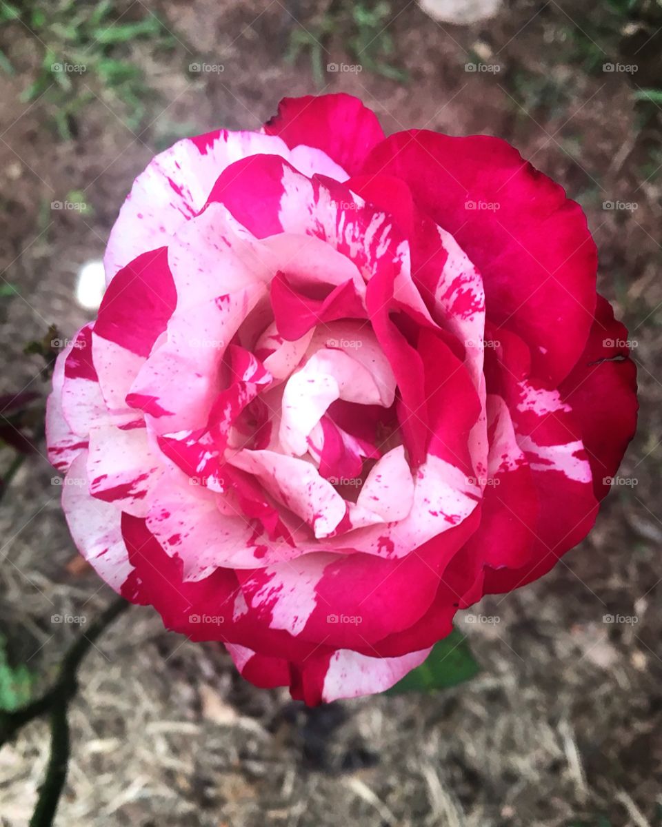 🌺Fim de #cooper!
Suado, cansado e feliz, alongando e curtindo a beleza das #flores - hoje, com nossa #rosa de #pétalas mescladas.
🏁
#corrida #treino #flor #flowers #pétalas #jardim #jardinagem #garden #flora #run #running #esporte 