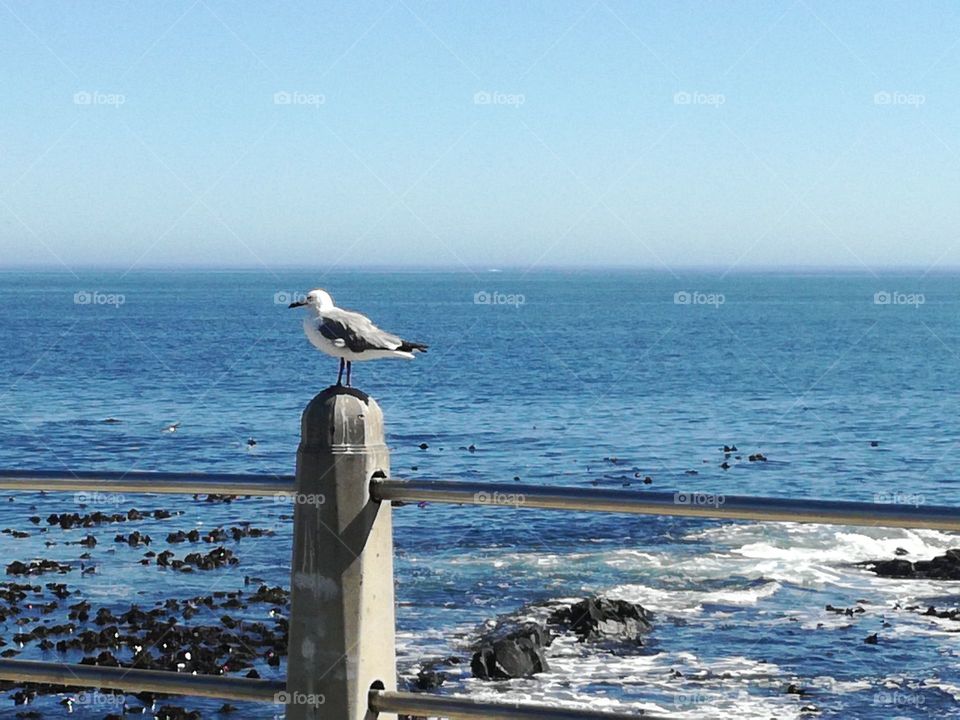 Seagulls sea Point Cape Town SOUTH AFRICA