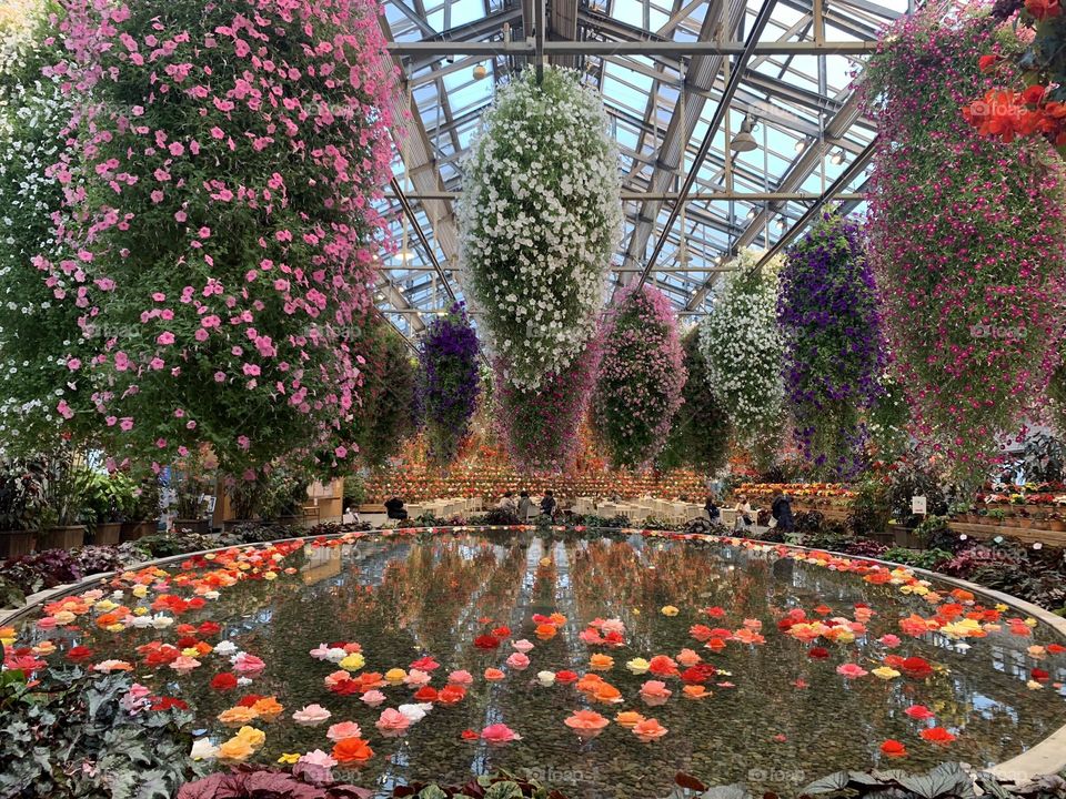 Plants in the green house