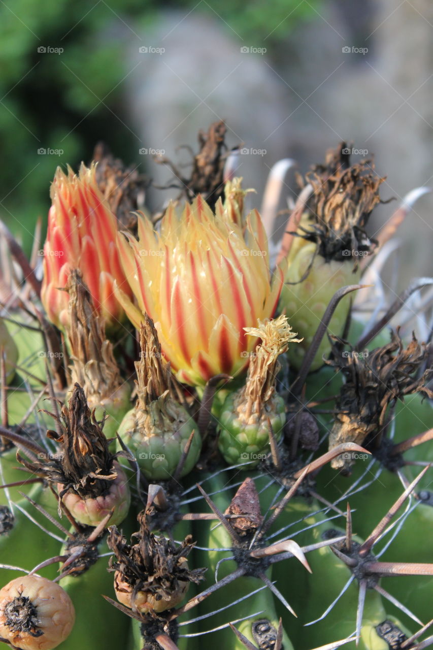 flowers