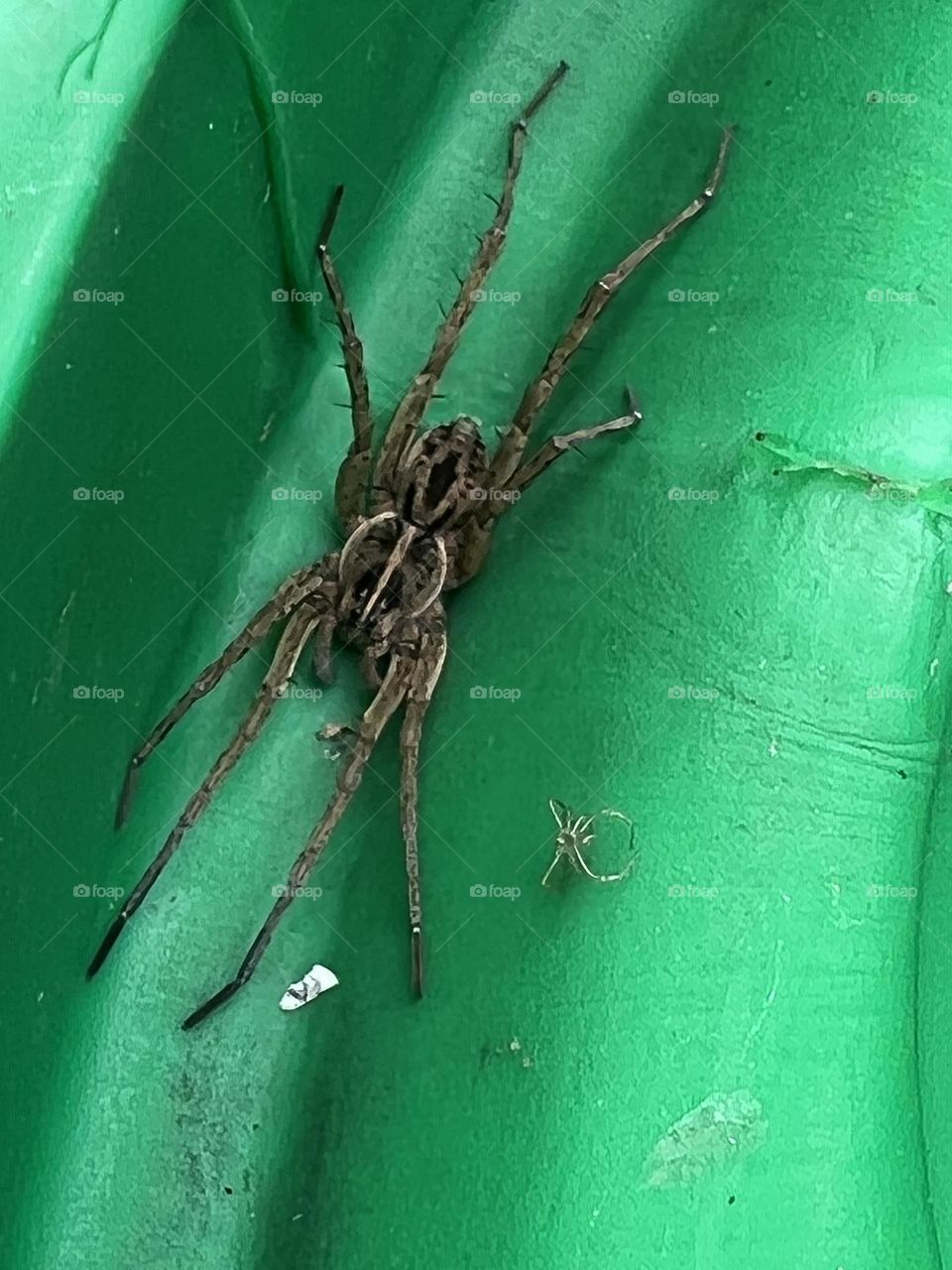 Wolf spider 