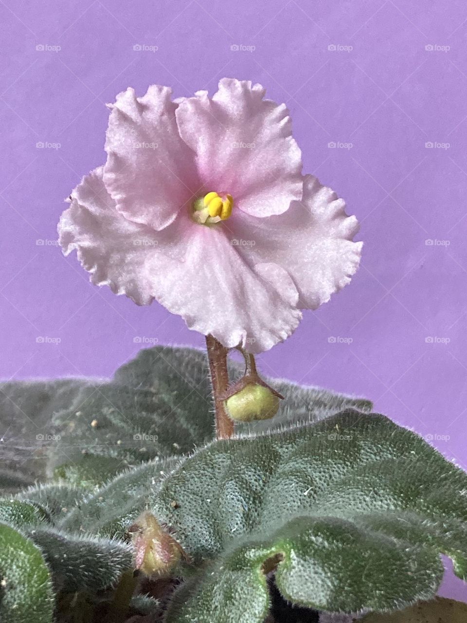 Violeta com flor roxa e miolo pequeno e amarelo rodeada por folhas verdes. Planta em frente a uma parede roxa clara.