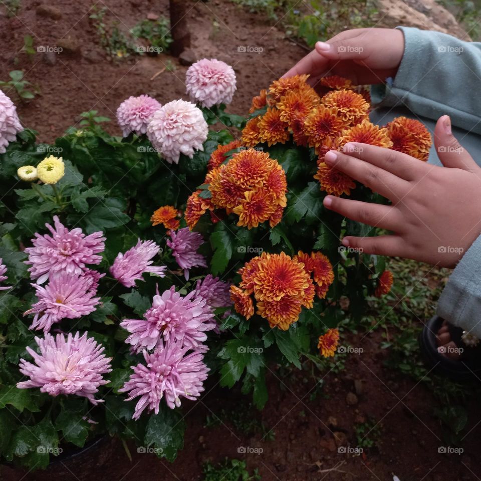 Chrysanthemum is a type of flowering plant that is often grown as an ornamental plant