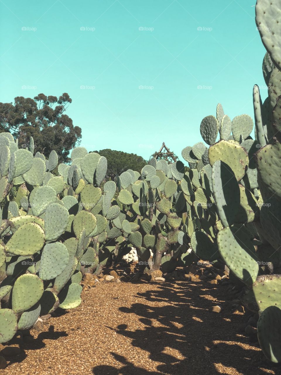 Wondering in a cactus garden on a perfect day 
