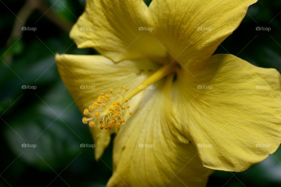 Yellow Hibiscus