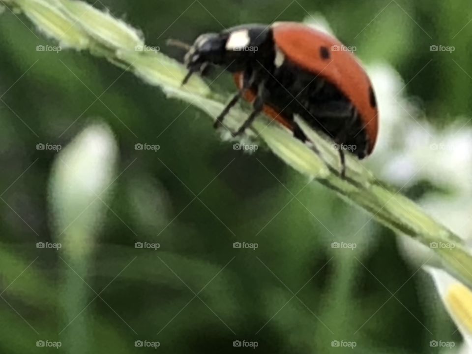 Little lady bug