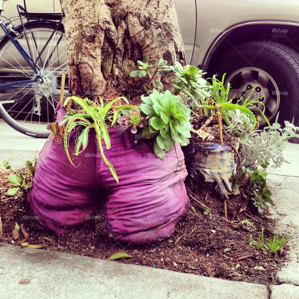 Innovative Gardening . San Francisco