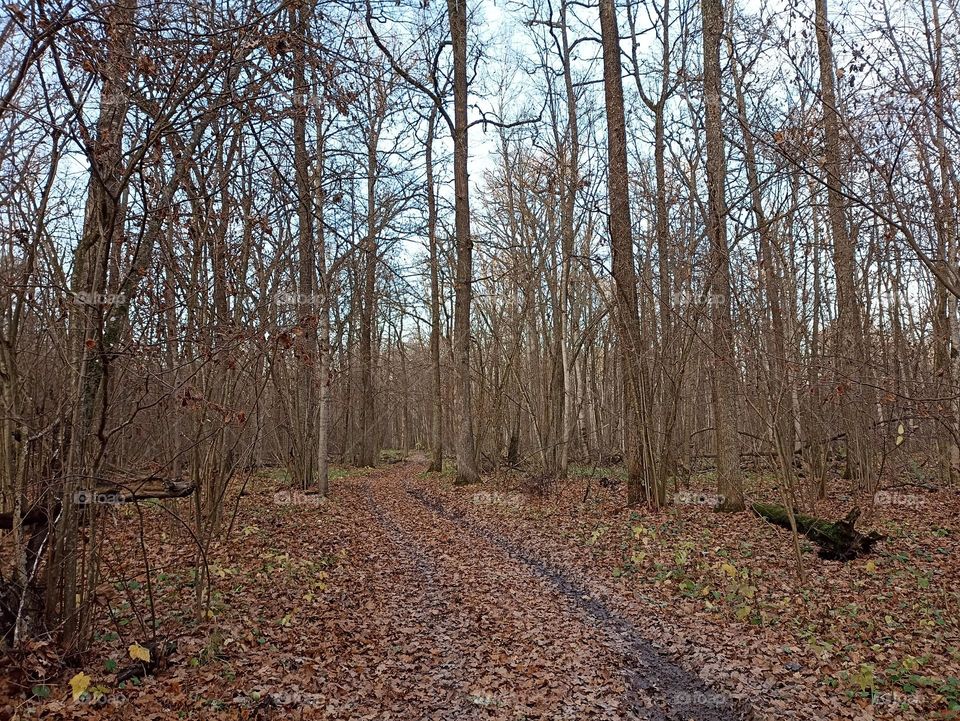 The road in the autumn forest