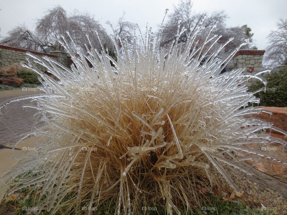 Beautiful ice plant 
