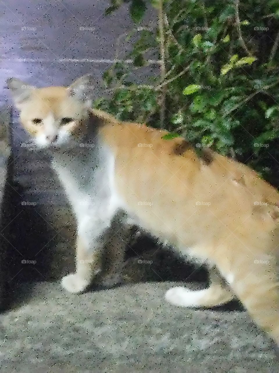kucing