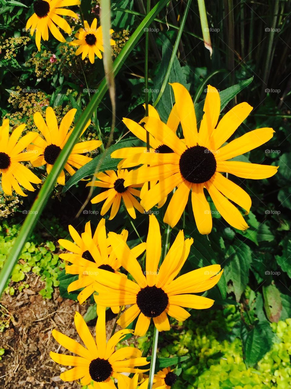 Closeup Black Eyed Susan Flowers