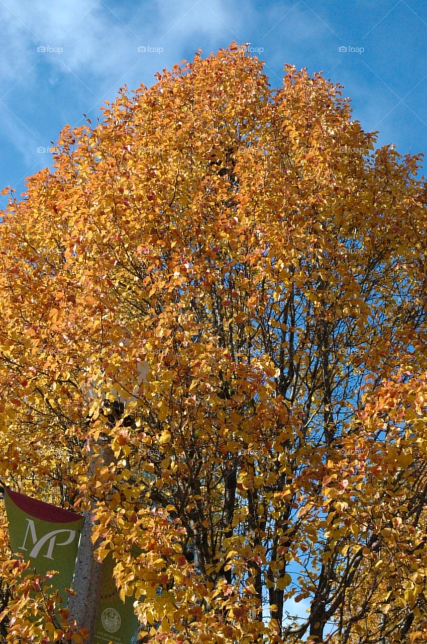 Fall colors tree