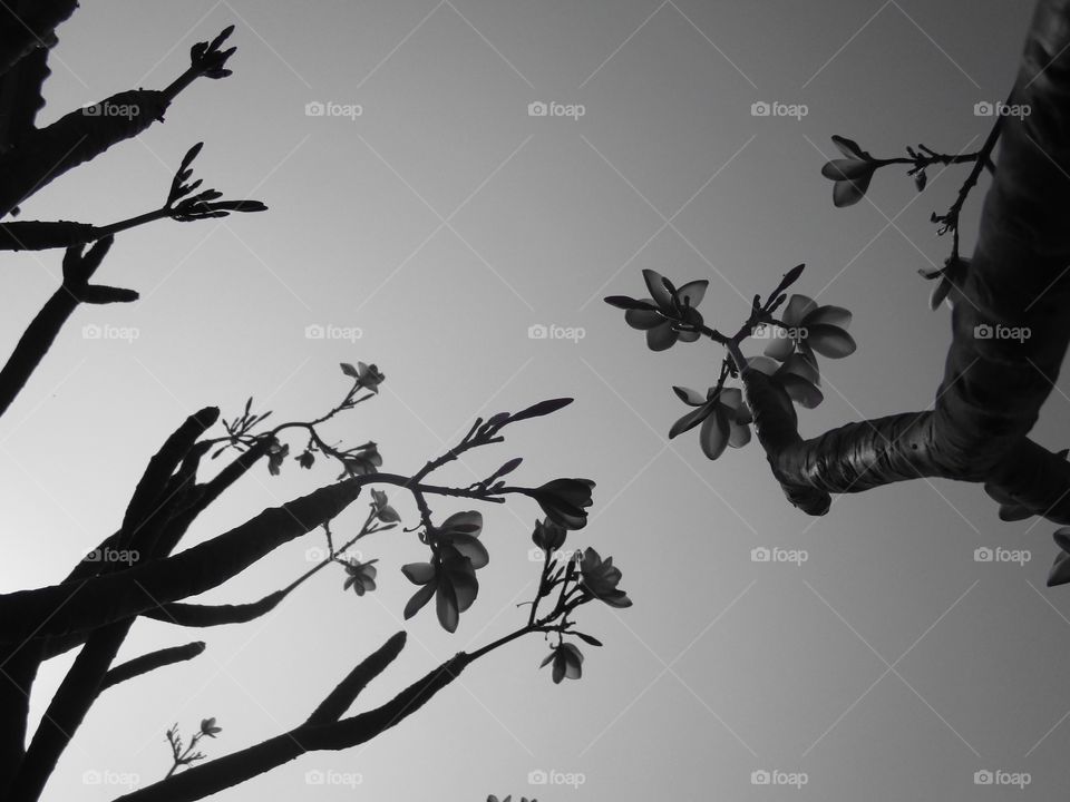 pic of tree in Black and white style