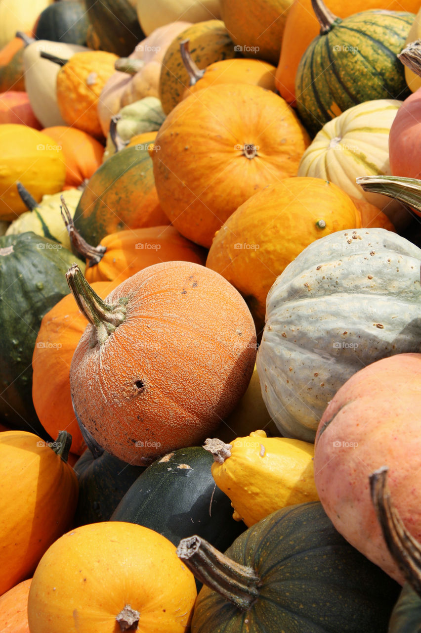 orange autumn holiday fruit by twilite