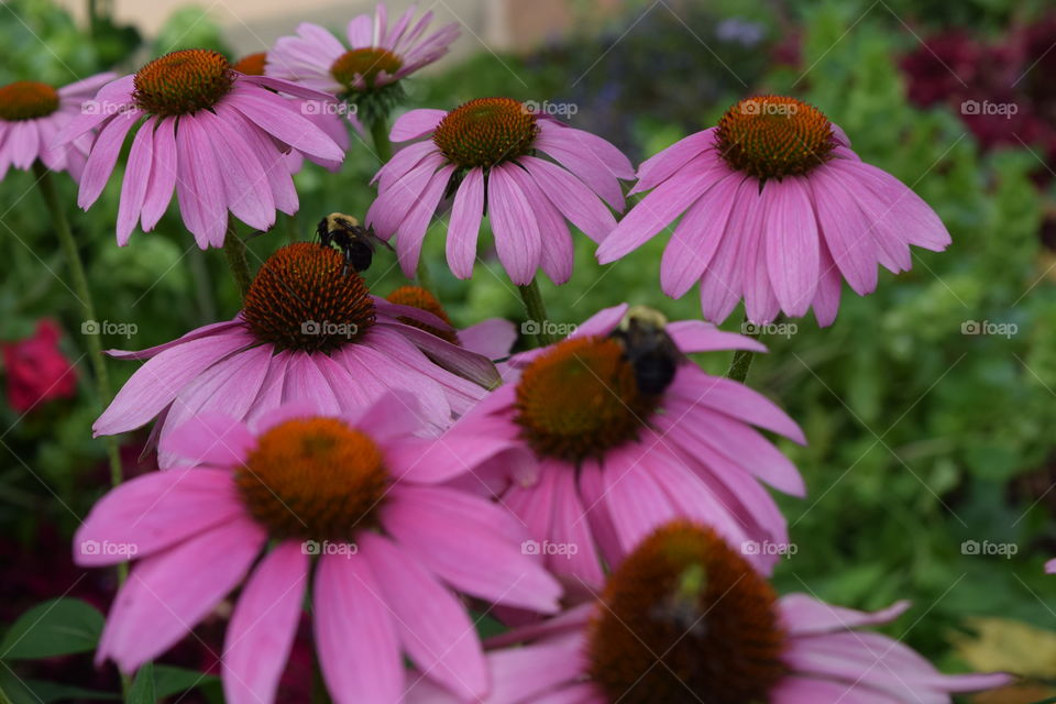 flowers and bees. flowers of northwest arkansas and bees