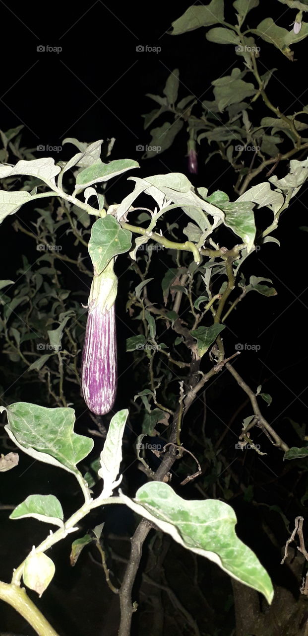 Eggplant
