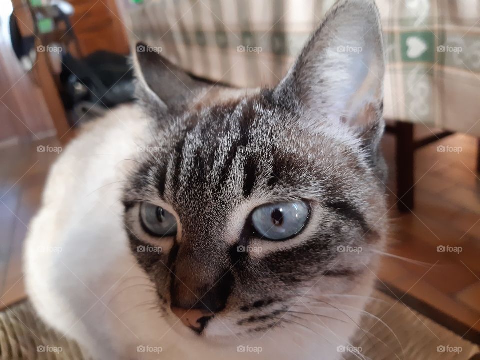 my wonderful  cat sitting on the chair in the kitchen
