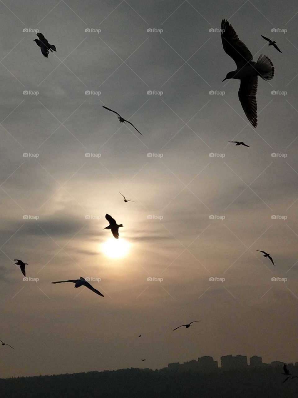 Many seagulls were flying in the morning, admired the sunrise accompany by many seagulls that was a beautiful landscape.the seagulls looked very cxciting and happiness of freedom.