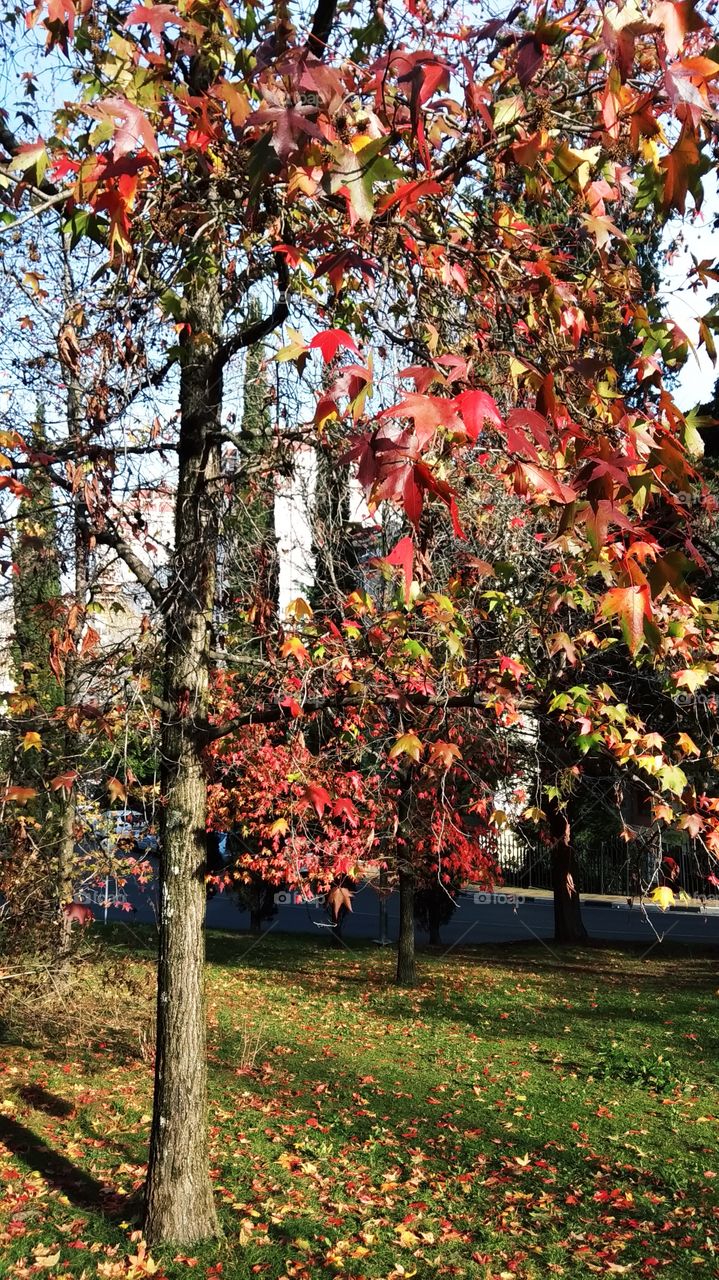 зима в Сочи, природа