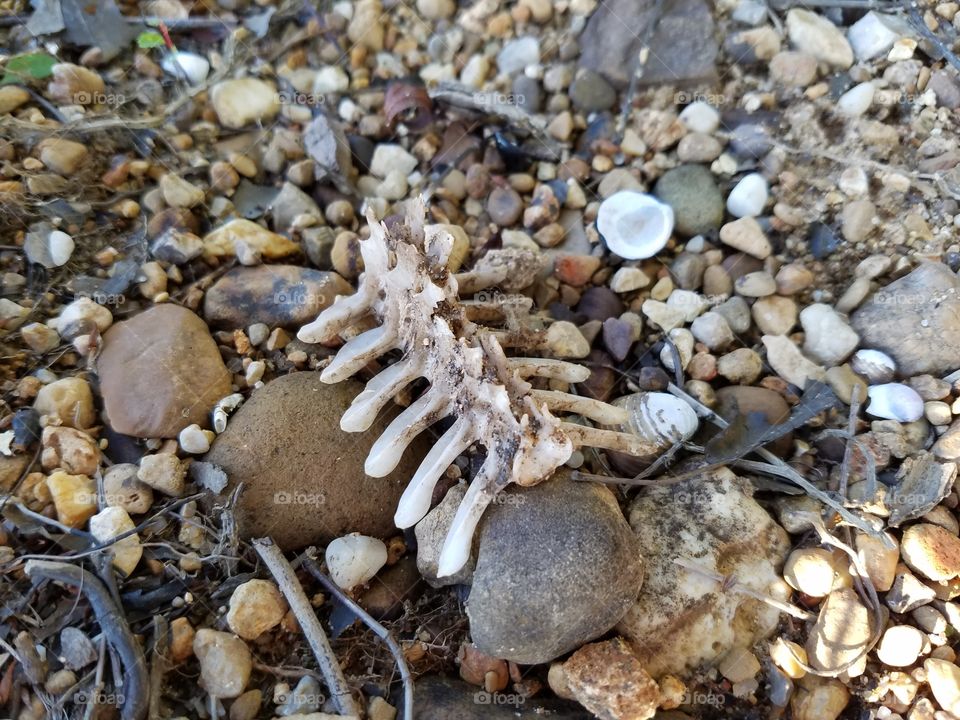 more random bones in the sand at the lake