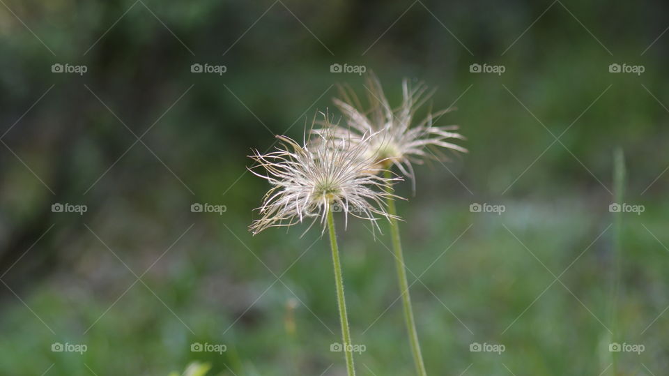 Dry flower 