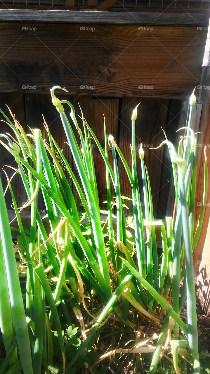 green onion