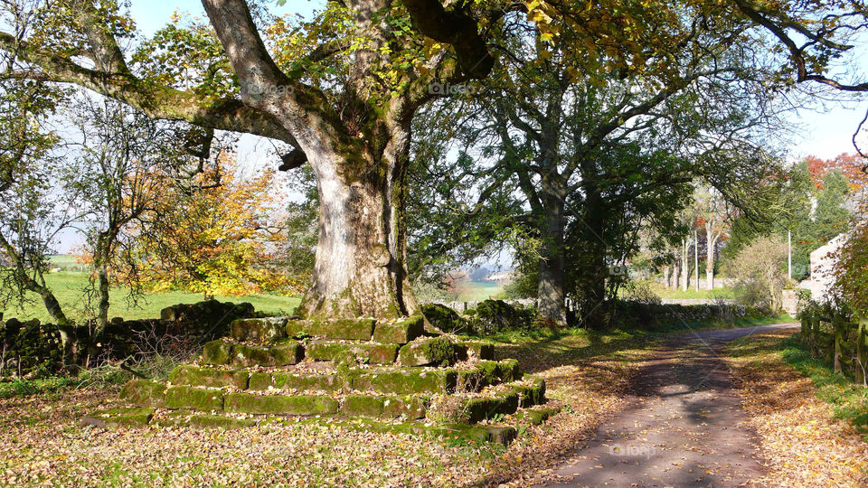 tree fall autumn seasons by pandahat