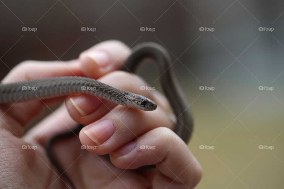 A hand holding a snake