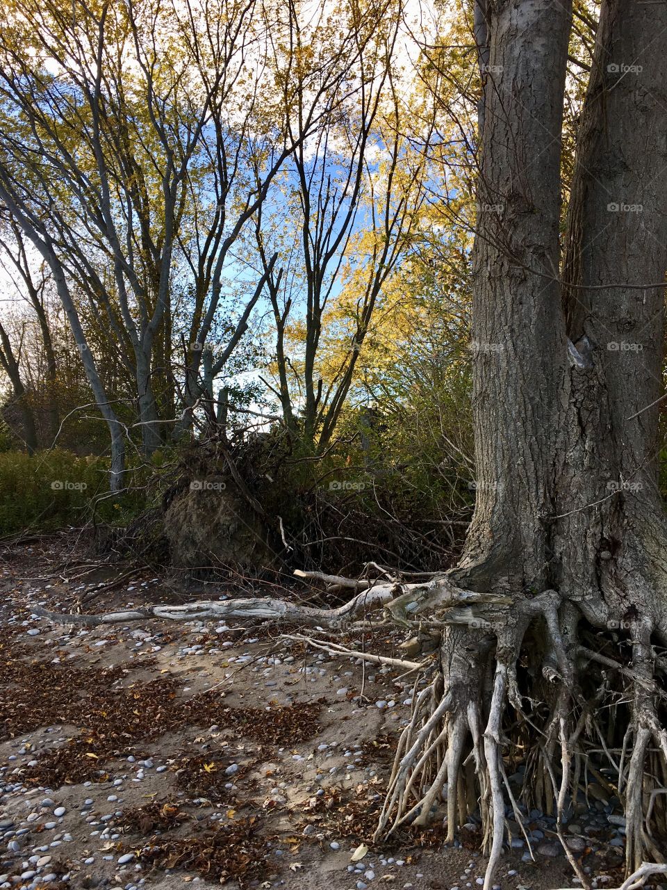 Older trees with exposed roots due to the water pulling the ground away. The sky is quite a beautiful blue with some lush green foliage and the leaves are beginning to turn yellow.
