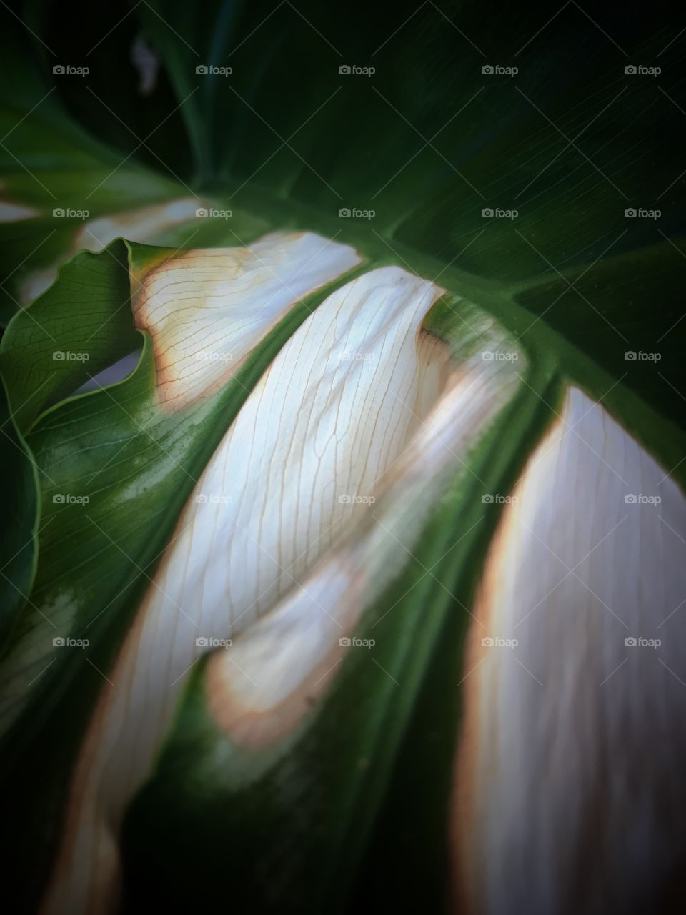 Philodendron leaf with white patch 