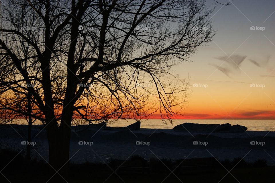 Beautiful silhouette of a tree during a Lake Michigan sunset 