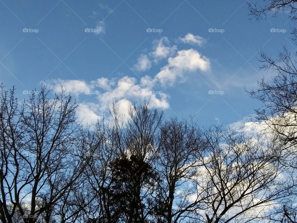 winter trees and clouds
