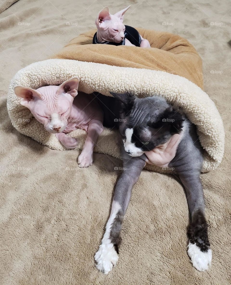 Three is a crowd unless you are as adorable as this baby girl. Sphinxes connected for life where you see one of us you will see all of us. We are sweet and kind and naked. Purring we are purrfect for a sweet kind person who love kitties. 