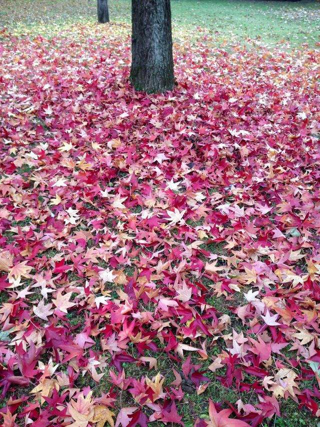 Autumn leaves 