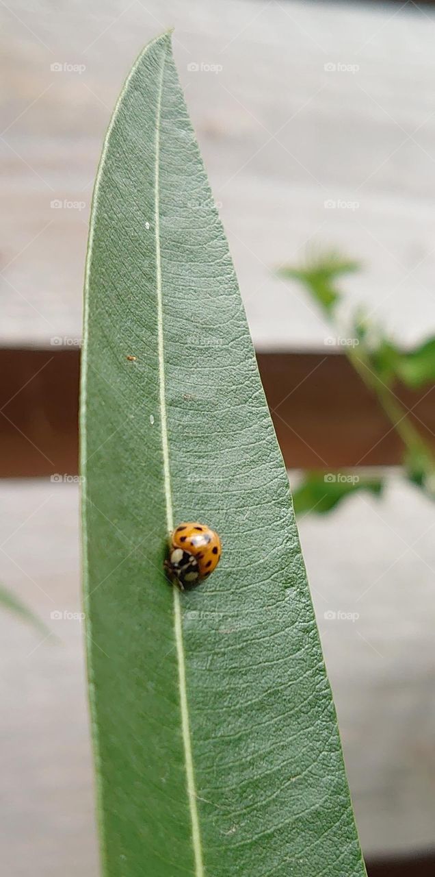 Ladybug on a leave