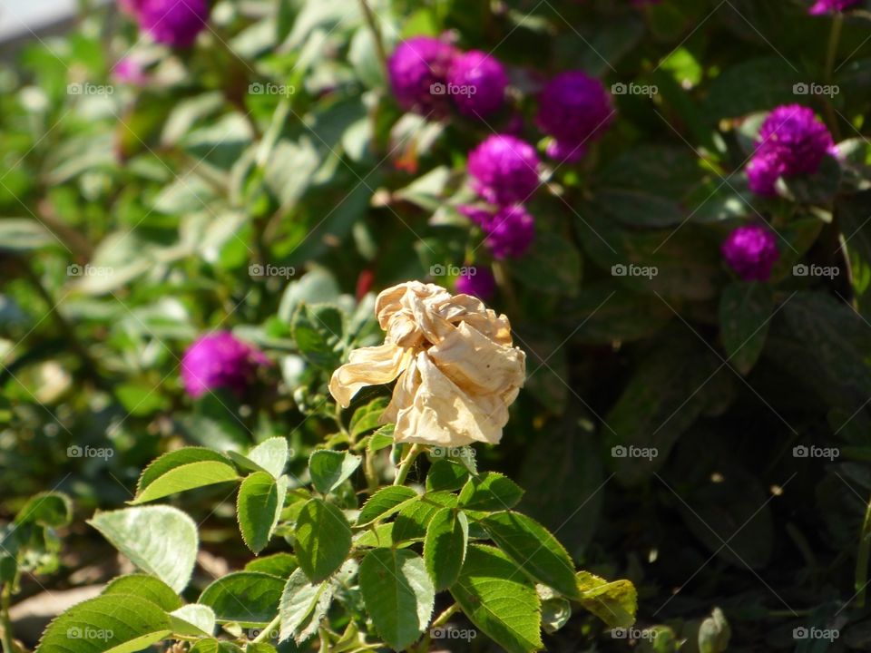 Flower (rose)
