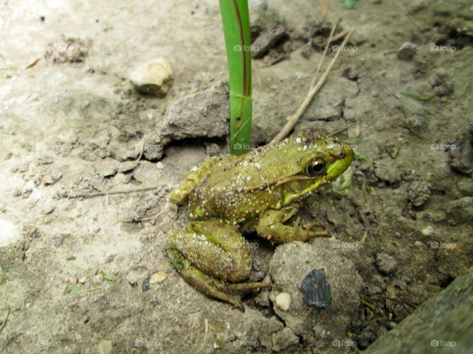 Such a cute frog waiting for his picture to be taken!