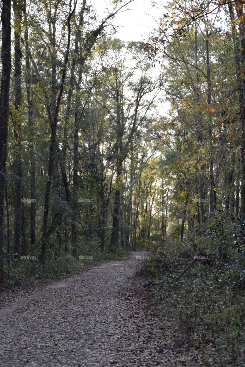 Paths in the Woods