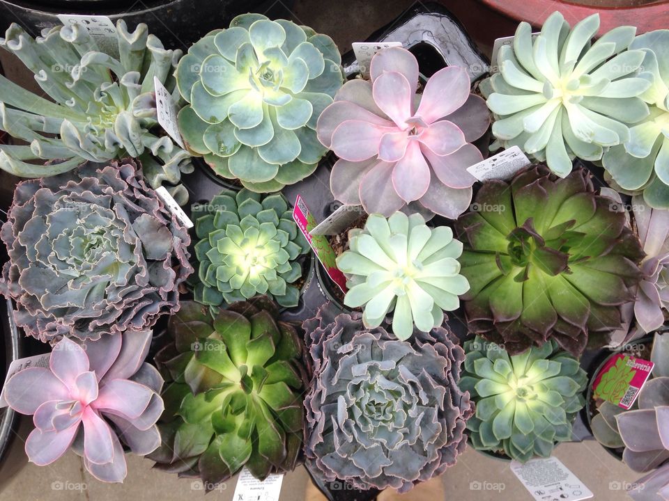 Succulents. Shopping for decorations for my sister's wedding. 