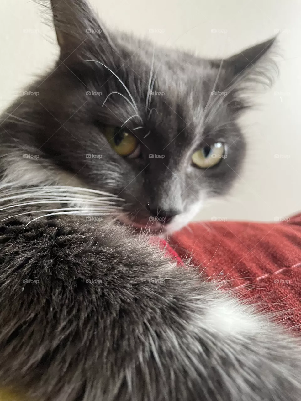 Happy cat 