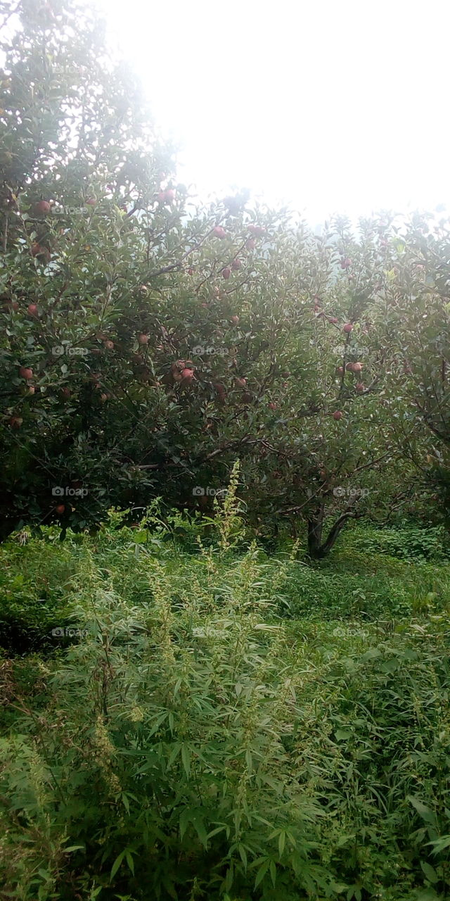 apple garden