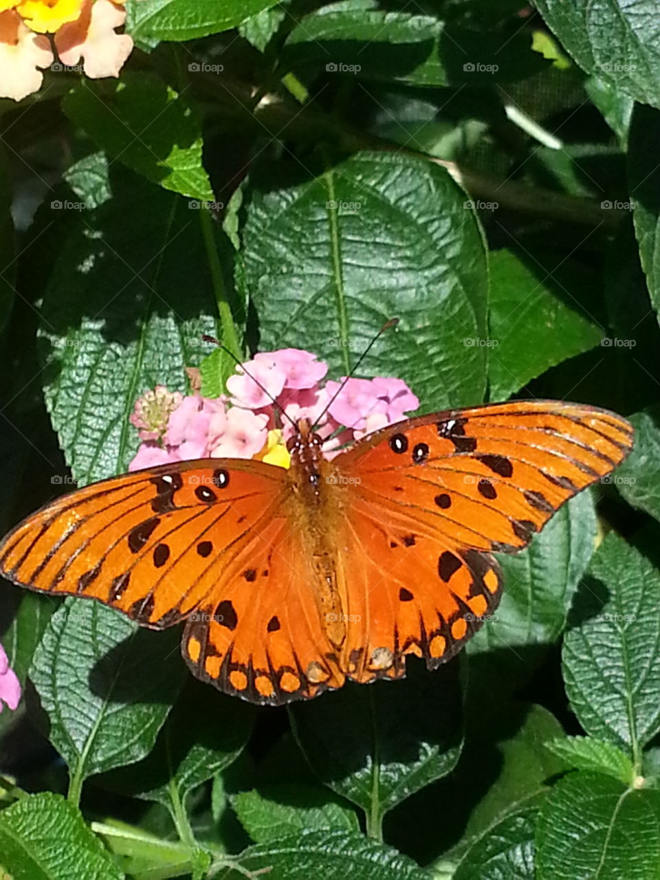 Butterfly garden