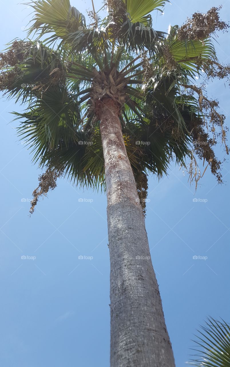 palm tree